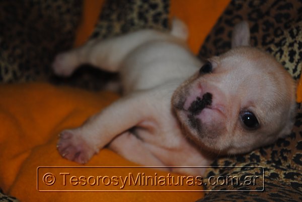 Bulldog Frances Crema