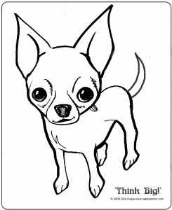 Chihuahua de Bolsillo