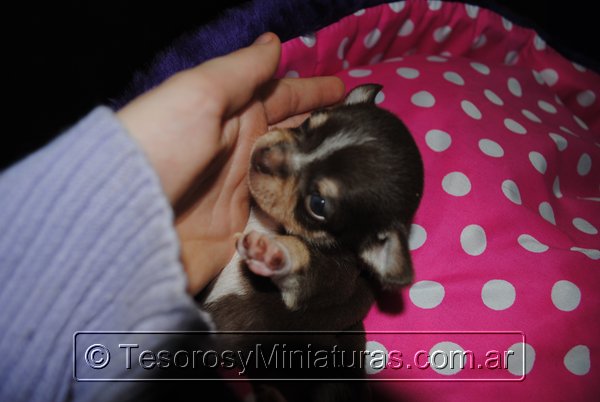 Chihuahua Hembra Marron 25