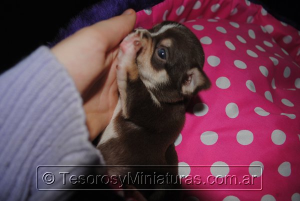 Chihuahua Hembra Marron 26