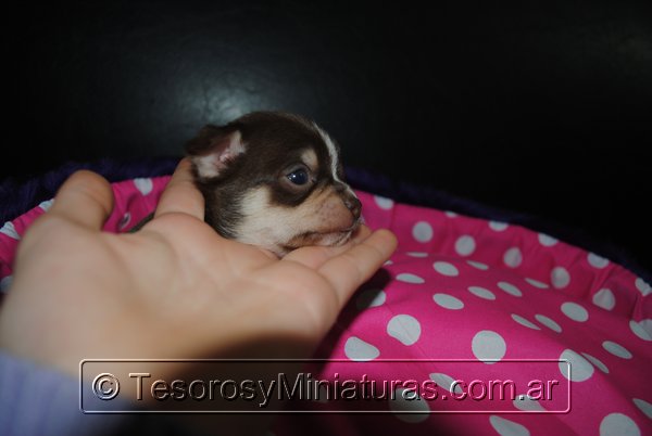 Chihuahua Hembra Marron 30