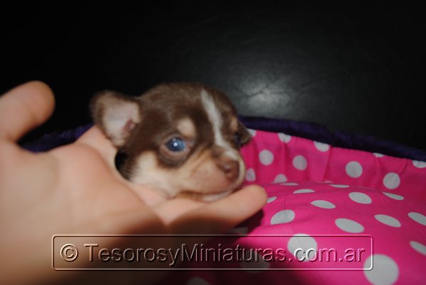 Chihuahua Hembra Marron