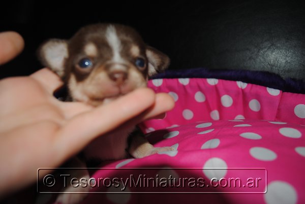 Chihuahua Hembra Marron 32