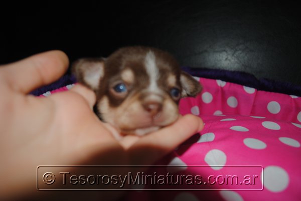 Chihuahua Hembra Marron 34