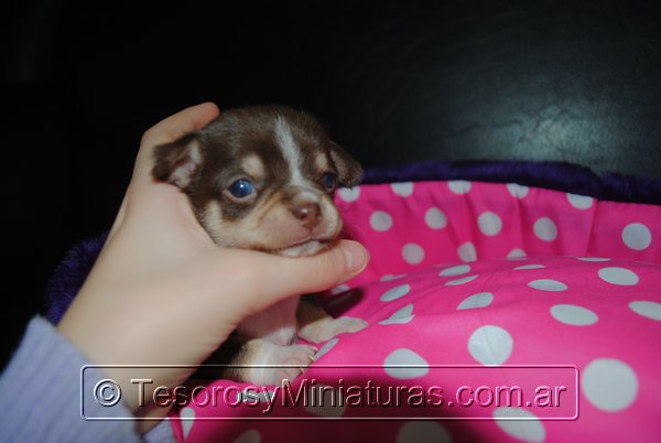 Chihuahua Hembra Marron 35