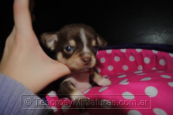 Chihuahua Hembra Marron 36