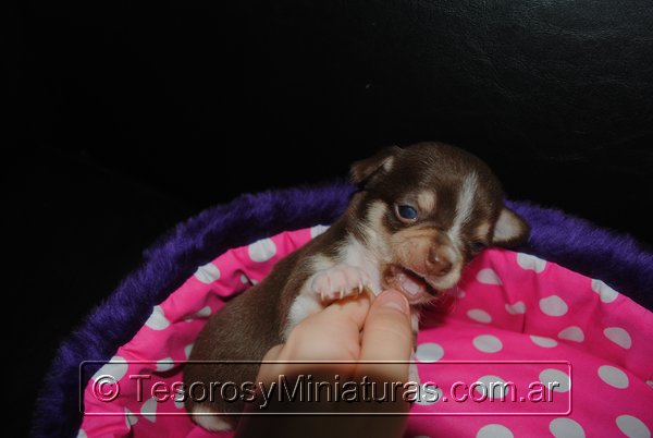 Chihuahua Hembra Marron 39