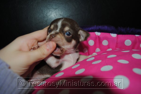 Chihuahua Hembra Marron 40