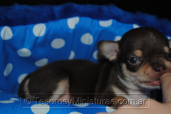 Chihuahua Macho Marron 02