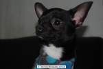 Chihuahua Macho Negro