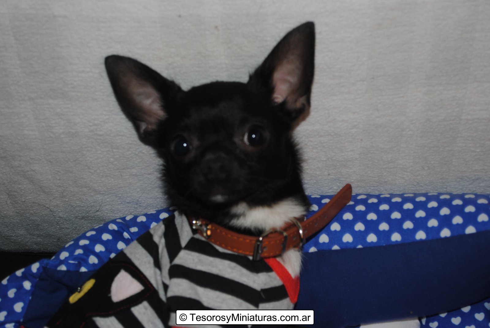 Chihuahua Macho Negro