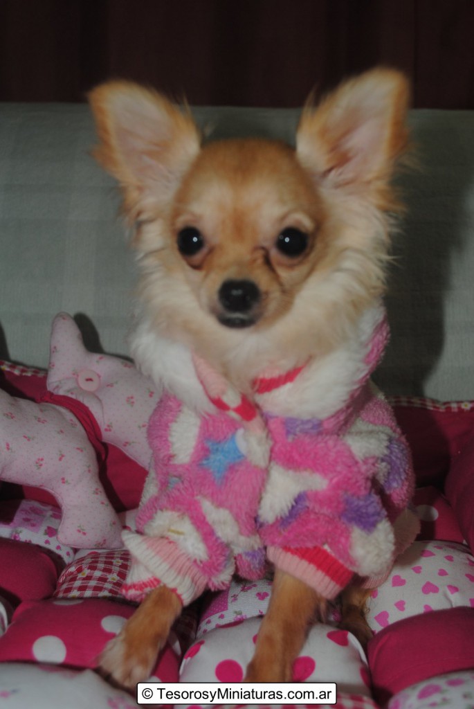 Chihuahua Hembra Beige