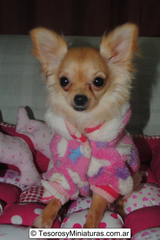 Chihuahua Hembra Beige