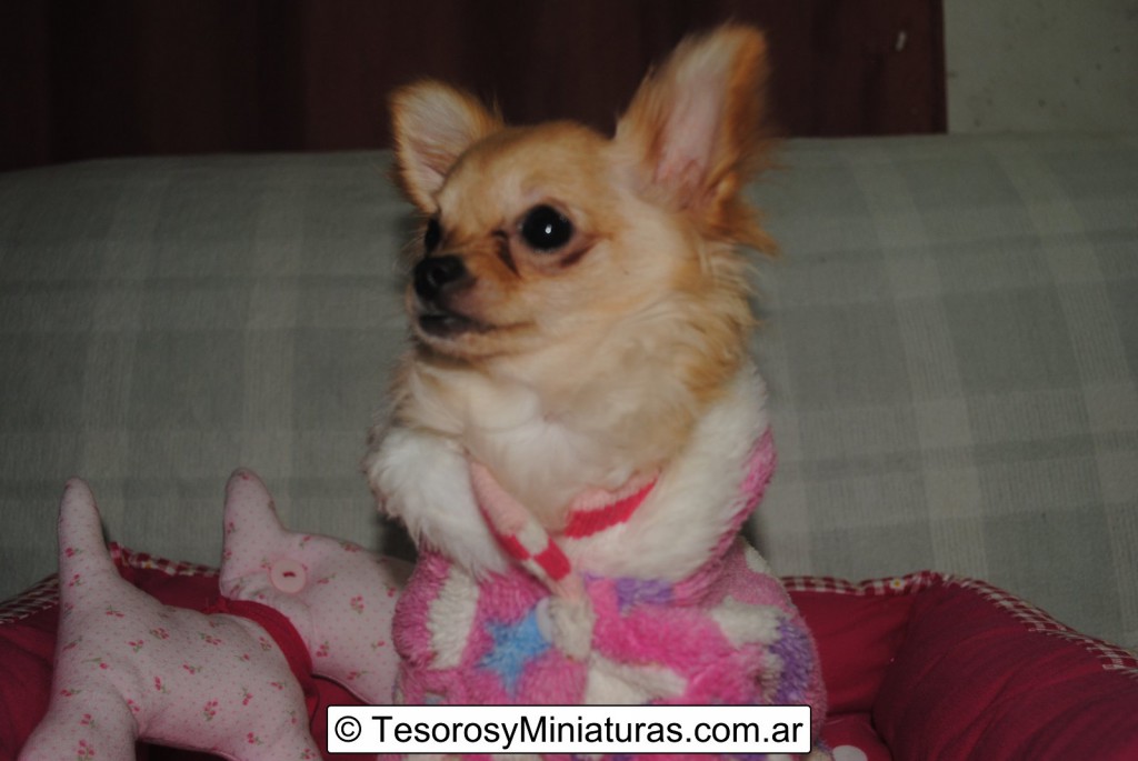 Chihuahua Hembra Beige