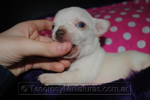 Chihuahua_Blanca_10