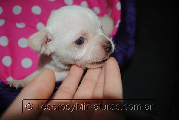 Chihuahua_Blanca_17