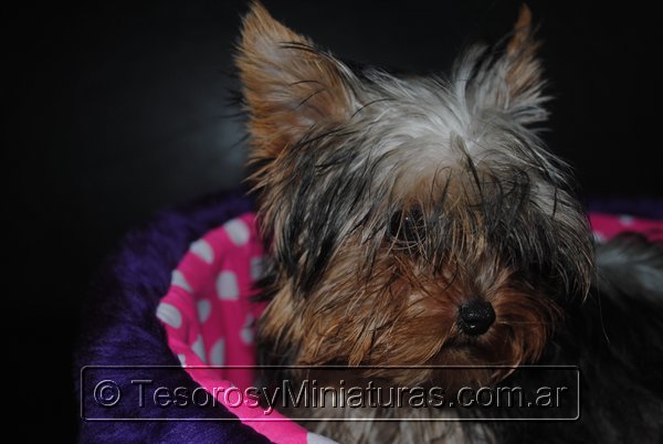 Yorkshire Terrier Mini