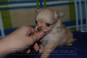 Chihuahua Pelo Largo