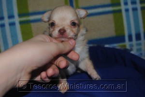 Chihuahua Pelo Largo