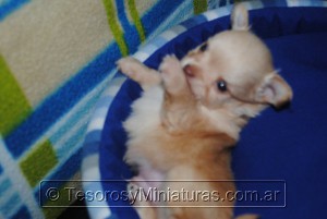 Chihuahua Pelo Largo