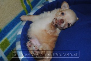 Chihuahua Pelo Largo