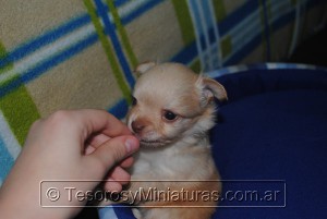 Chihuahua Pelo Largo