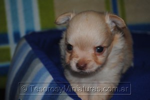 Chihuahua Pelo Largo