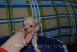 Chihuahua Pelo Largo