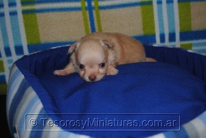 Chihuahua Pelo Largo