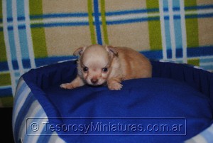 Chihuahua Pelo Largo