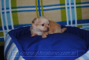 Chihuahua Pelo Largo