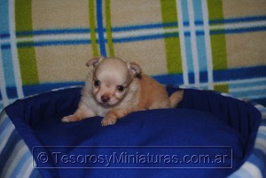 Chihuahua Pelo Largo