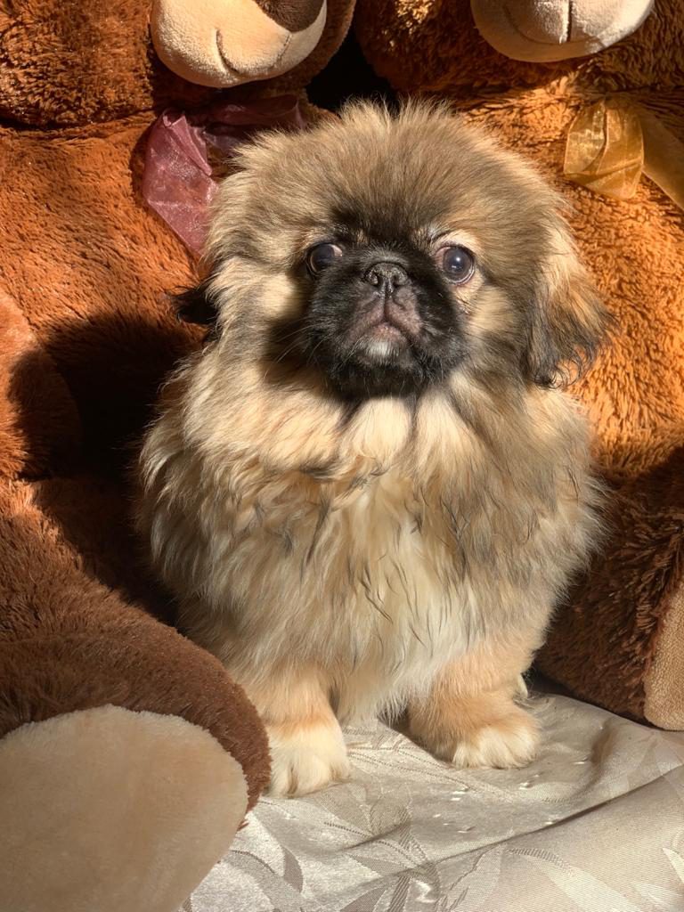 Pekinés Macho