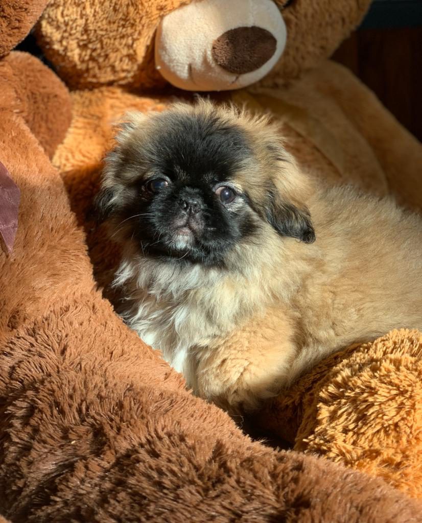 Pekines Macho