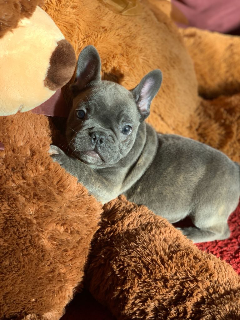 Bulldog Francés Blue