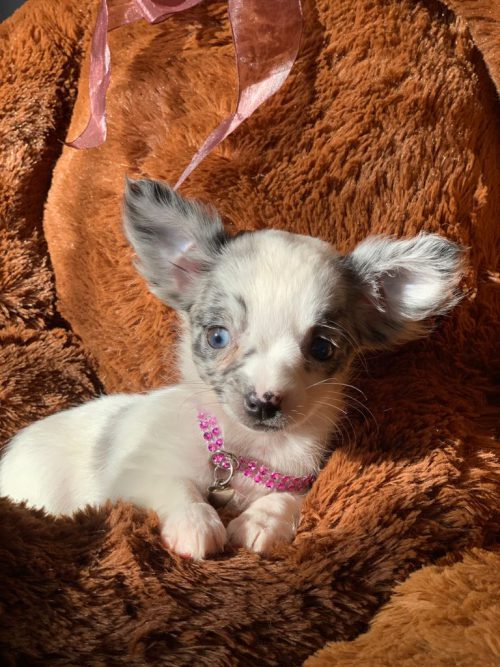 Chihuahua Pied Merle