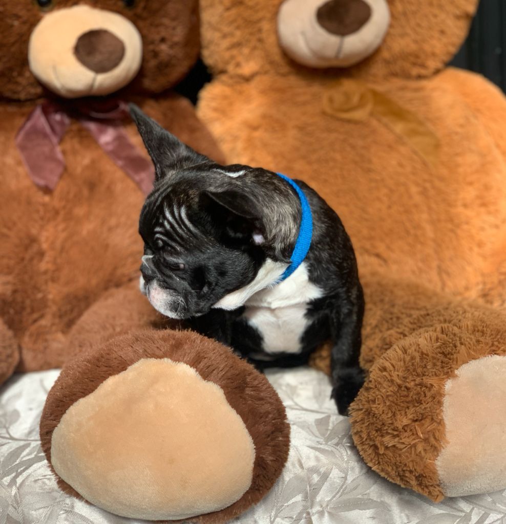 Perro Bulldog Negro