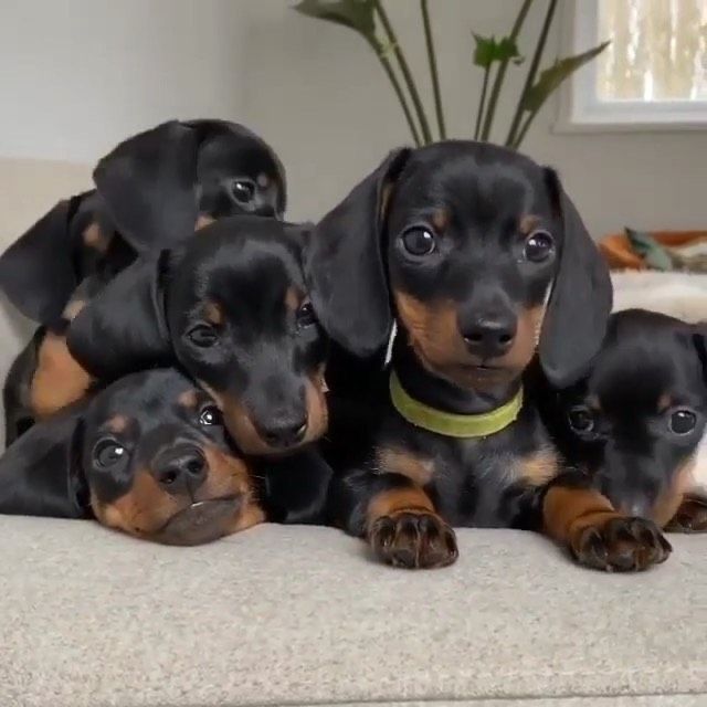 Dachshund