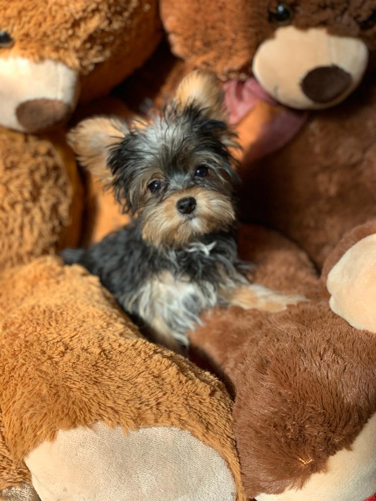 Cachorro Yorkshire Terrier