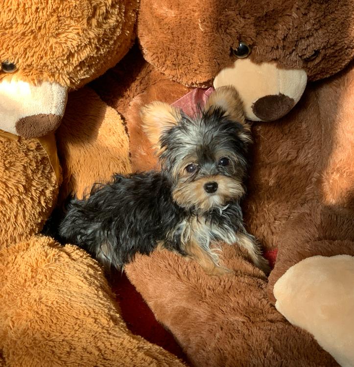 Cachorro Yorkshire Terrier