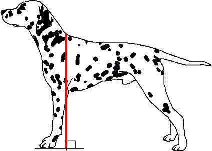 Como se mide la altura de un perro a la cruz