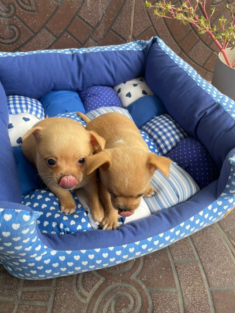 Perros Chihuahuas
