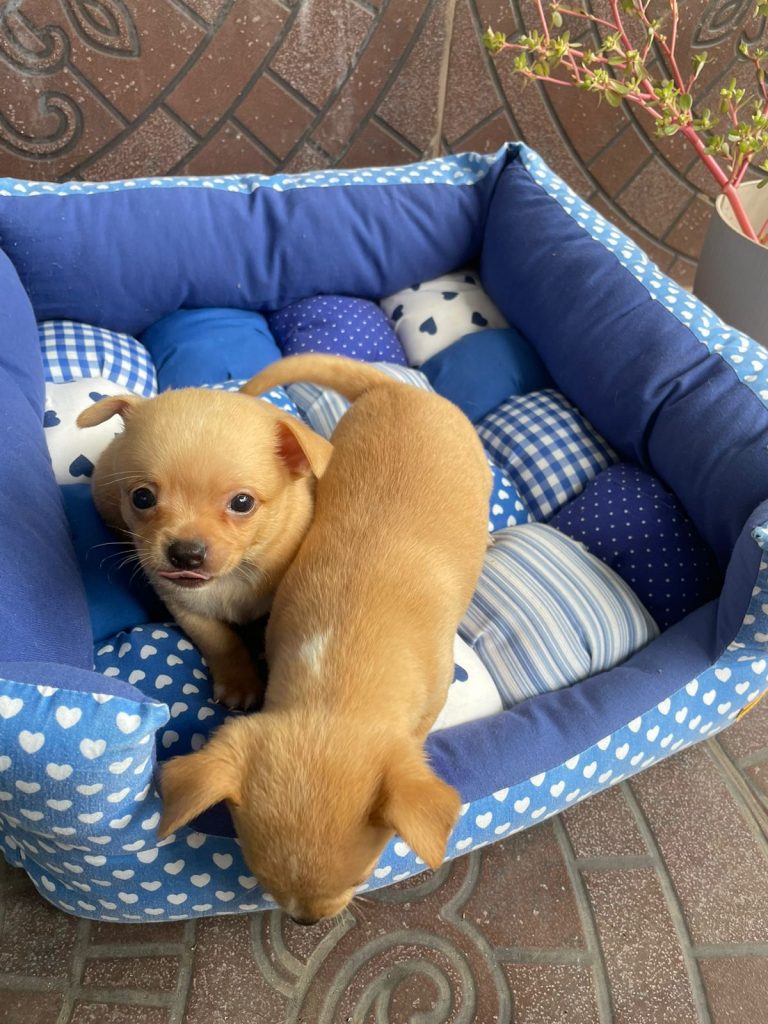 Cachorros Chihuahua