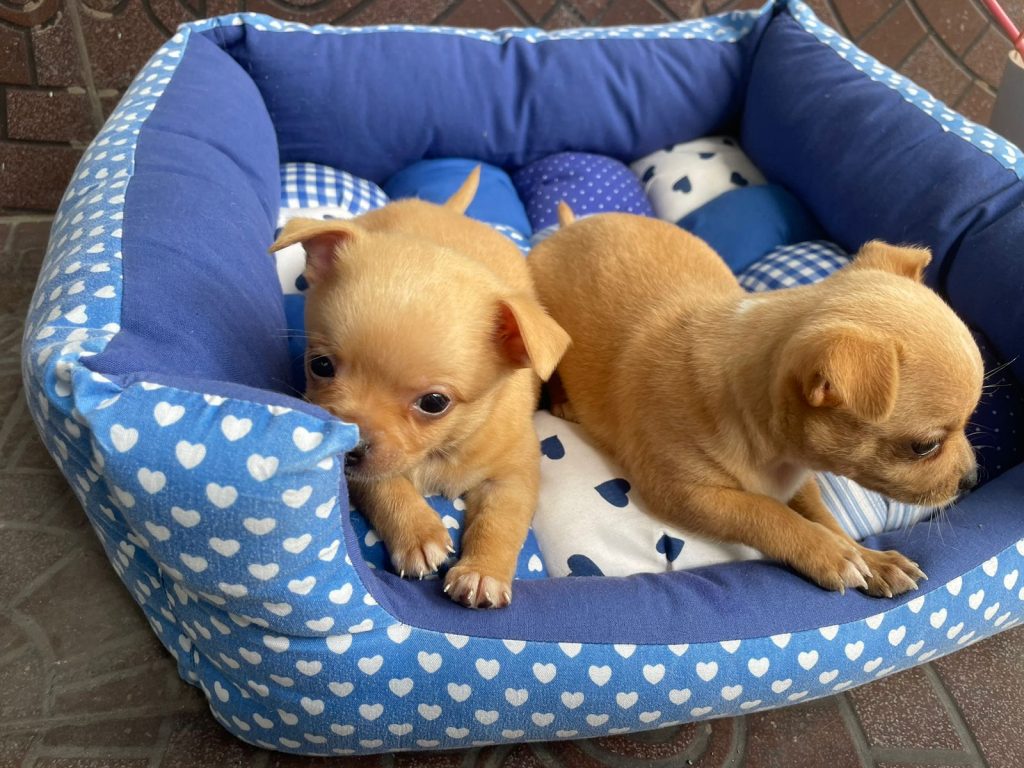 Cachorros Chihuahua