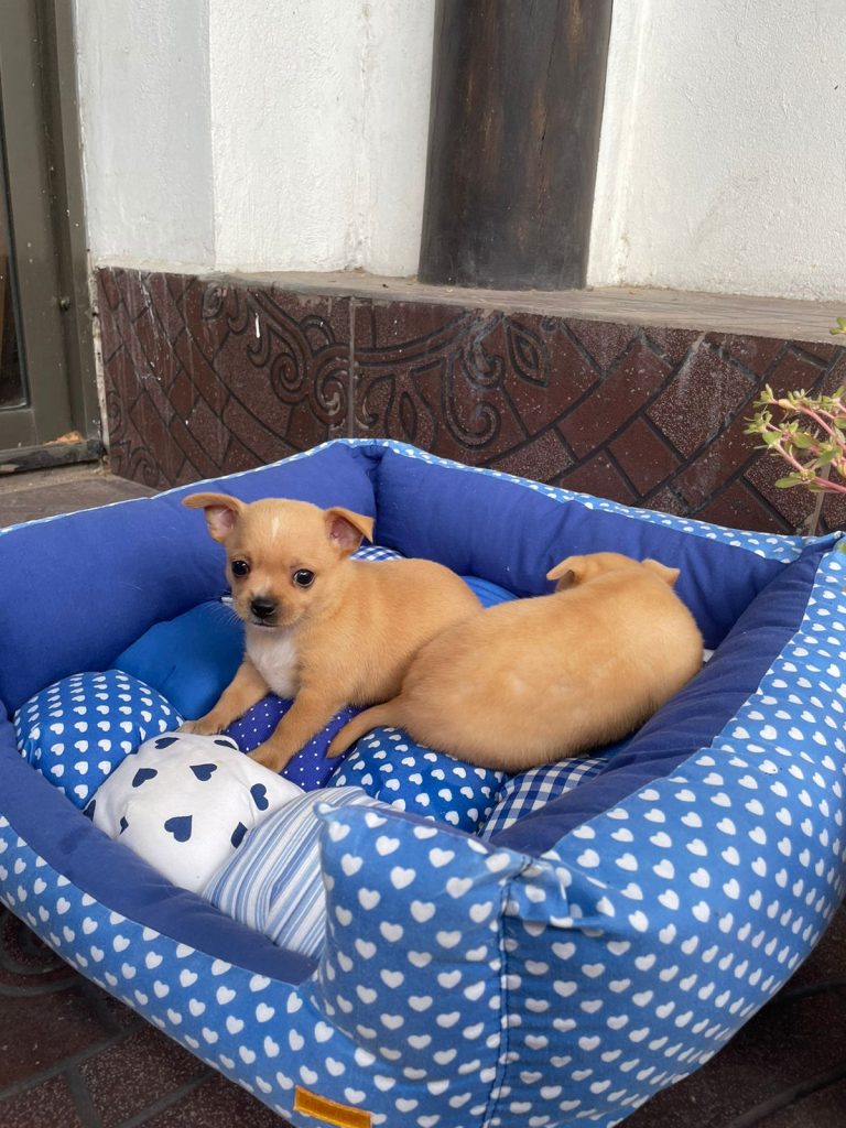 Chiguagua Cachorrito