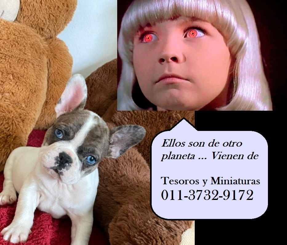 Bulldog Frances de Ojos Azules