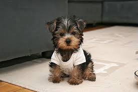 Yorkshire Terrier Mini